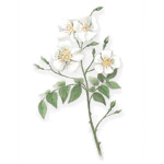 Rosa moschata